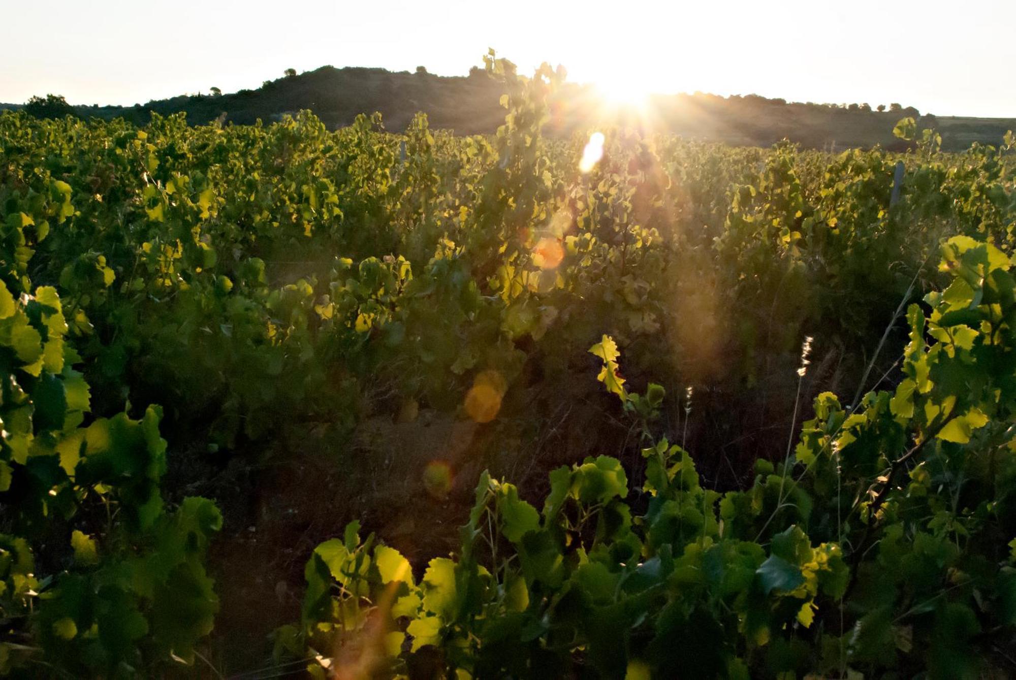 Chartreuse De Mougeres - Caux Pezenas Panzió Kültér fotó